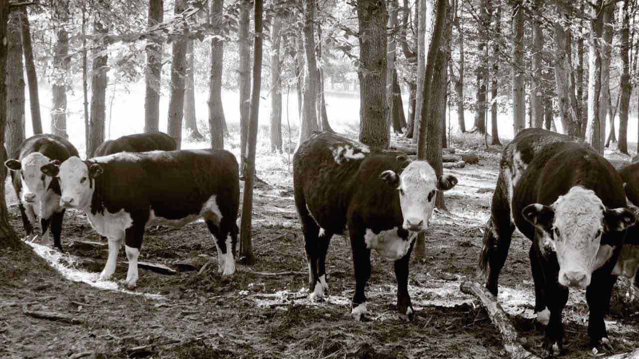 cattle7.eisenhower.netherlands.jpg